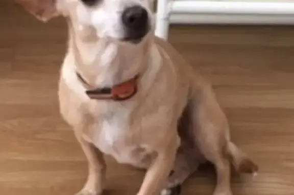 Собаки потеряшки, Богородский городской округ, фото: Потеряшка собака в Московской области с клеймом 351Д