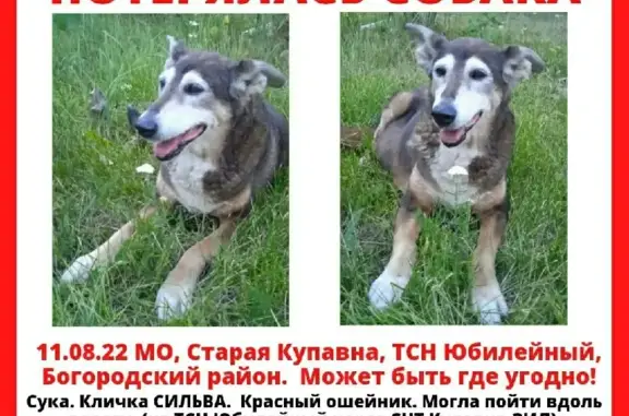 Пропала собака Сильва в Старой Купавне: срочно помогите найти! 🆘