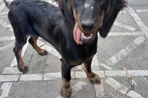 Собака найдена на ул. Ю. Гагарина, 28А в Красноярске.