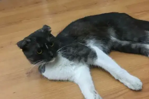 Найден котик с серым ошейником на Ленинской, Самара