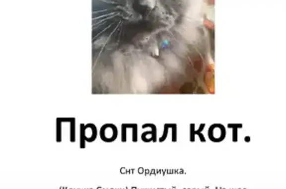 Пропал кот в Снт Ордиушка, 8.08