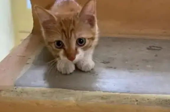 Найдена кошка, Омск, фото: Срочно ищем дом для котенка на Амурской улице, Омск