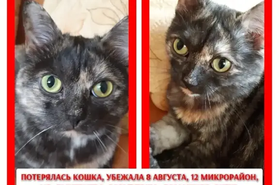 Кошки потеряшки, Омск, фото: Потеряшка кошка Тоша, черепаховый окрас, 12 микрорайон, ул. Дмитриева 13/8, Омск