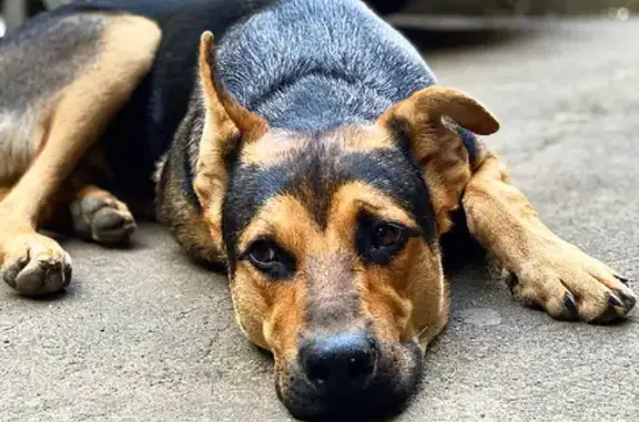 Найдена собака на улице Тургенева, 13, Пушкино