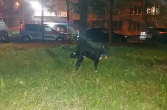 Найдена собака на Софийской улице, СПб