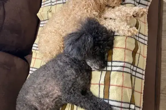 Собаки потеряшки, Пермь, фото: Потеряшкаи 2 пуделя на Самолётной улице, Пермский городской округ