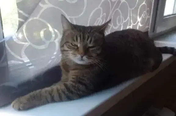 Объявления о пропавших и найденных животных, Москва, фото: Пропала кошка в районе БДД, д. 17