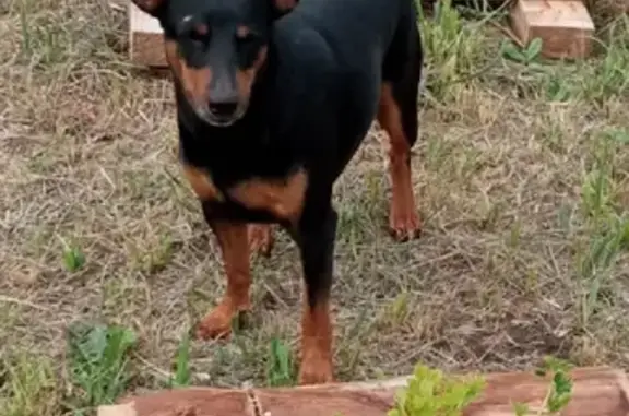 Пропала собака Гуф в деревне Слобода, Вологодская область