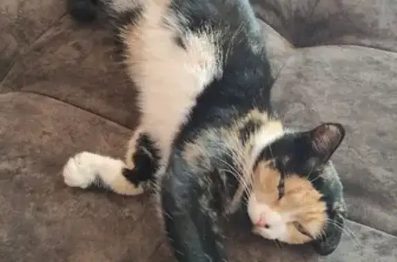 Кошки потеряшки, Саяногорск, фото: Потеряшка кошка на Степной улице, 79 в Саяногорске