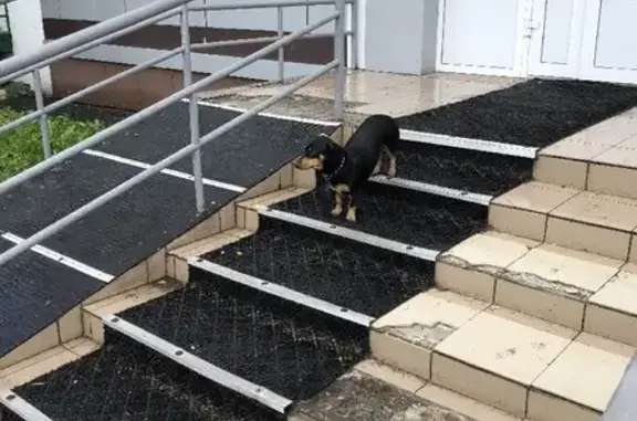 Собака Такса найдена на Октябрьском проспекте, 60 в Кемерово