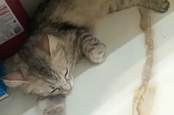 Найдена молодая кошка на Садовой, Краснодар
