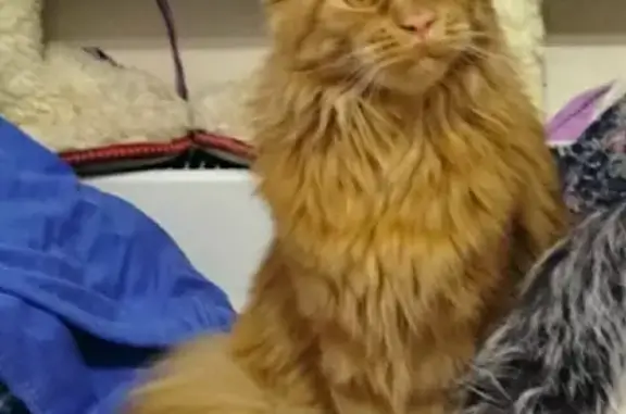 Кошки потеряшки, Москва, фото: Потеряшка кошка на Новоясеневском проспекте, Москва