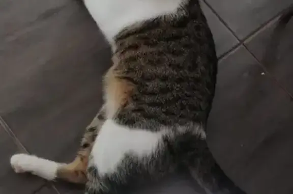 Объявления о пропавших и найденных животных, Каменск-Шахтинский, фото: Пропала кошка Котик в Каменск-Шахтинске на Советской улице