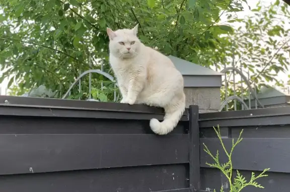 Пропала кошка Белый с дачного участка в Московской области