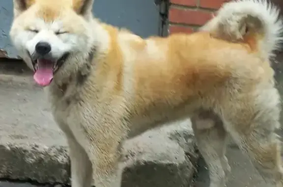 Найдена собака породы Акита ину на Новозаводской улице