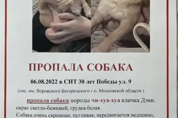 Пропала собака в пос. им. Воровского, Московская область