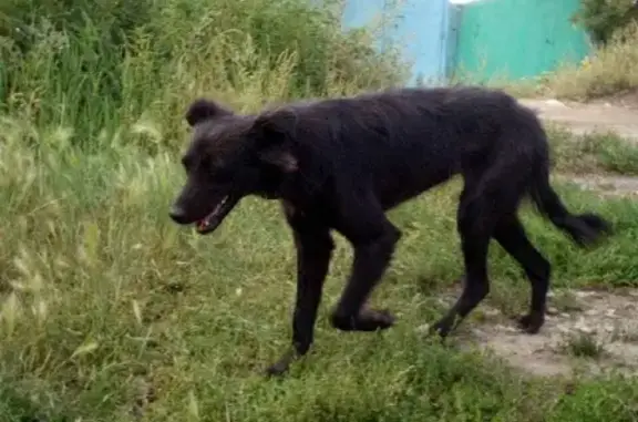 Найдена худая черная собака на 33-й Северной улице, Омск
