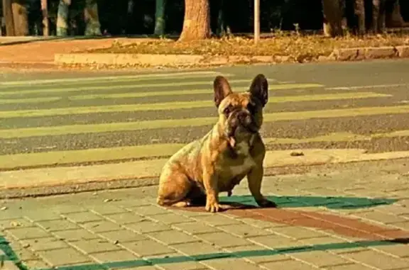 Найдена собака на улице Берёзовая Роща, 32, Воронеж