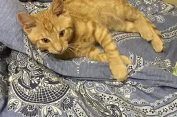 Кошки потеряшки, Москва, фото: Потеряшка кошка, высокая и ласковая, адрес: ул. Севанская 46/2 кВ.127