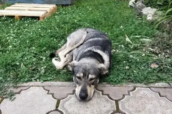 Найдена собака в Пенино, Новая Москва