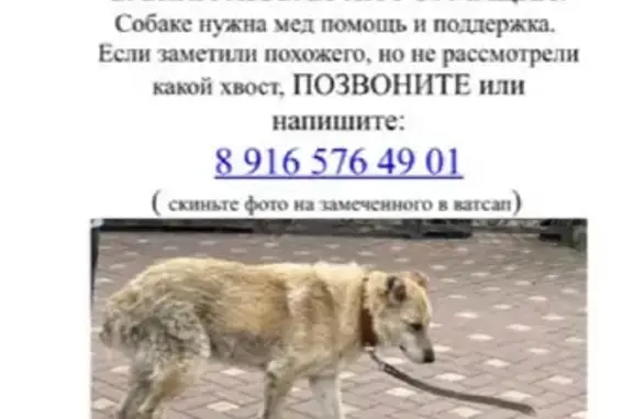 Пропала собака на ул. Рожкова д6, Климовск - Важно!