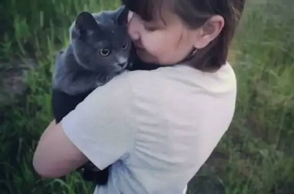 Пропала голубая русская кошка в лесу ближе к кладбищу Заборье, вознаграждение.