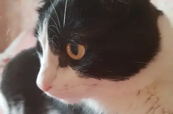 Кошки потеряшки, Москва, фото: Потеряшка кошка Вася на Магаданской, 13 в Москве.