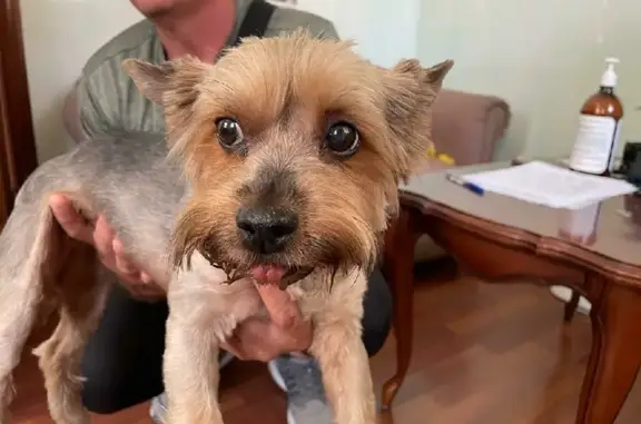 Найдена собака, Новороссийск, фото: Найдена собака на ул. Луначарского, ищем хозяина