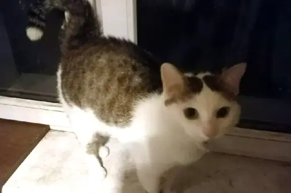 Кошки потеряшки, Москва, фото: Потеряшка кошка на Ивантеевской улице, Москва