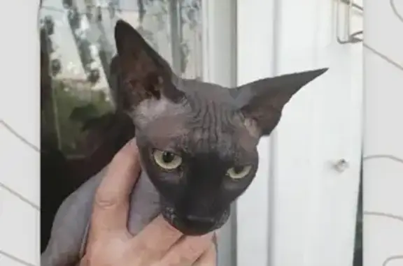 Найдена кошка на Международной, 40 в Саратове