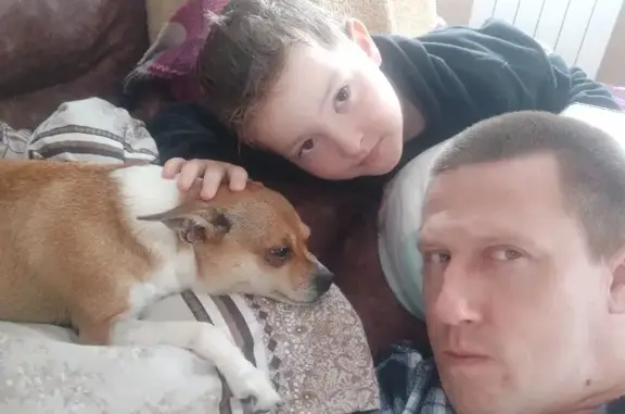 Собаки потеряшки, , фото: Потеряшка карликовый пинчер на ул. Безноскова, 32