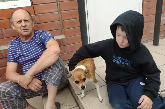 Собаки потеряшки, , фото: Потеряшка собака на ул. Безноскова, 32 в Ханты-Мансийске