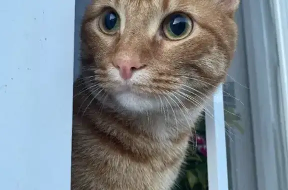 Кошки потеряшки, Якшимбетовский сельсовет, фото: Потеряшка рыжий кот Феникс в Якшимбетовском сельсовете, Башкортостан