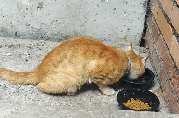 Потерянный рыжий кот на улице 8 Марта, 19, Уфа