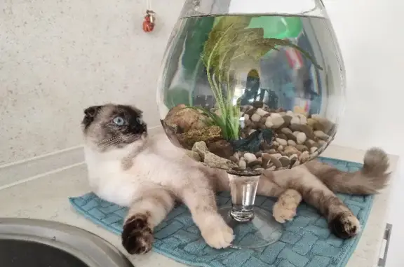 Кошки потеряшки, Новогусельский, фото: Потеряшка кошка Шерри 15 августа на Родных просторах, Новогусельский (40 символов)