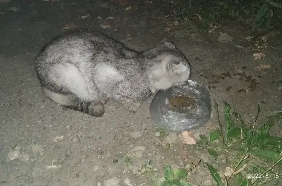 Найдена кошка на улице 40 лет Октября, Нижний Новгород
