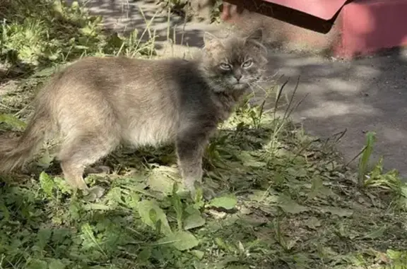 Найден серый котенок на Профсоюзной 18 к2, Москва