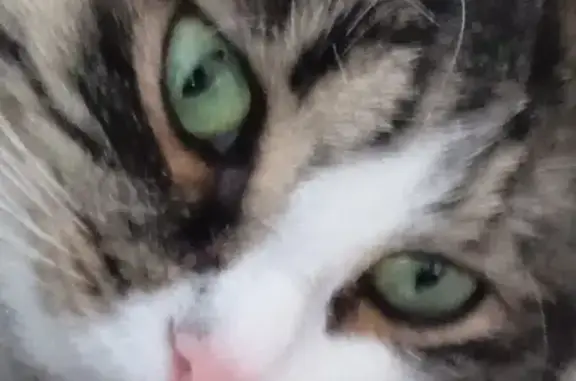 Пропала кошка в Магнитогорске: многоцветный окрас, белое пузико, пушистый хвост.