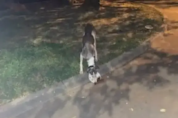 Найдена собака на Чонгарском бульваре, Москва