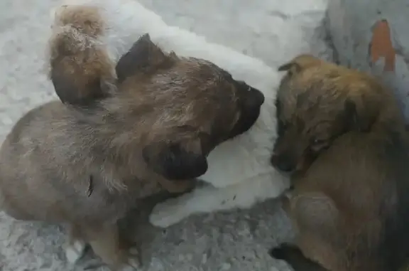 Найдены щенки на ул. Суворова, Абакан