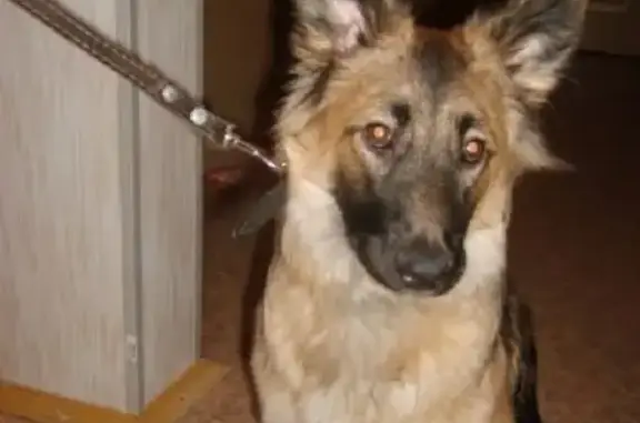 Пропала собака Ариша в Батово, Ленинградская область