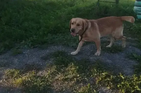 Найдена собака, Сортавала, фото: Собака найдена в Сортавале, Карелия: 89215273283