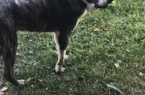 Найдена собака, Москва, фото: Собака найдена у остановки Дудкино, Москва