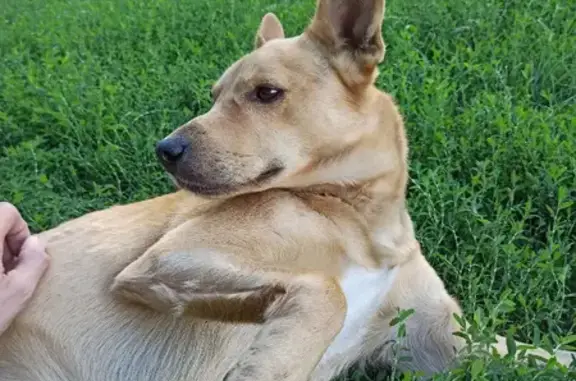 Найдена собака на улице Иванишко, 33 в Омске.