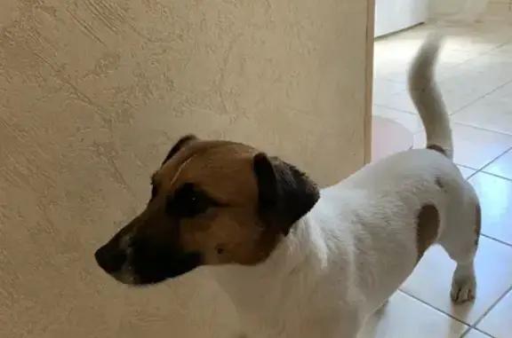 Собака найдена на 4-й Дачной, 13 в Омске