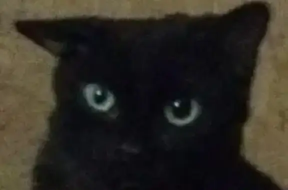 Пропала кошка Мася, Московская область, шлейка черного цвета.