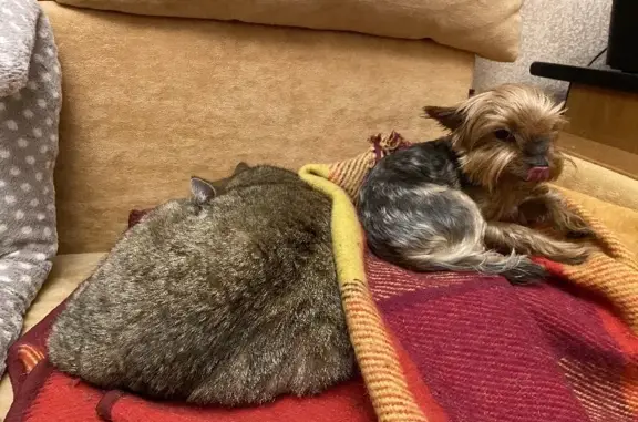 Собаки потеряшки, Москва, фото: Потеряшка собака возле Новочеремушкинского пруда, вознаграждение