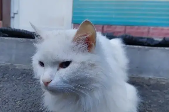 Найдена белоснежная кошка на ул. Пальмиро Тольятти, 11А
