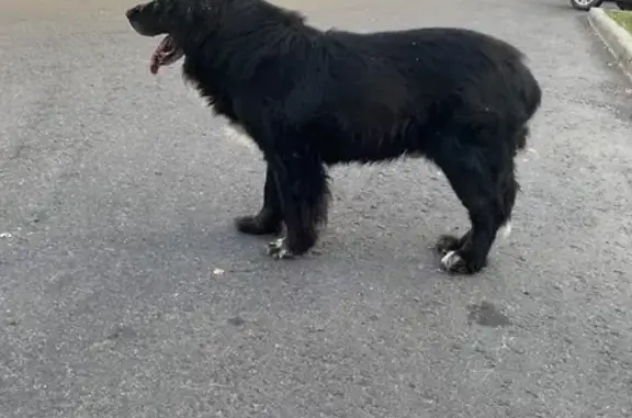 Пропала собака на Щёлковском шоссе