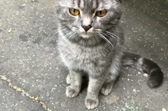 Найдена кошка, Карамышевский проезд, Москва